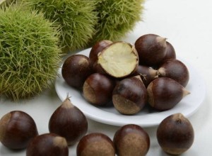 锥栗