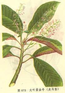 走马胎