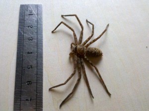白额高脚蛛