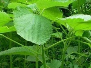苎麻
