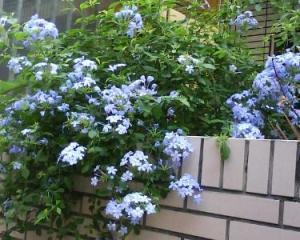 紫雪花