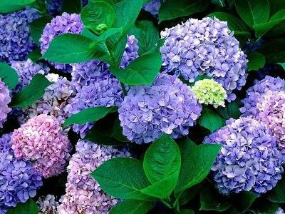 紫阳花