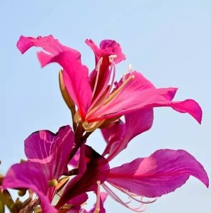 红花羊蹄甲
