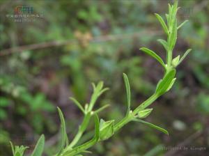 紫茎牙痛草图册