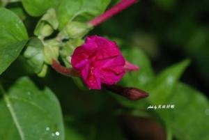 紫茉莉叶