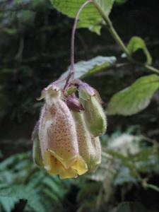 紫花苣苔