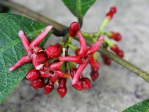 紫花络石
