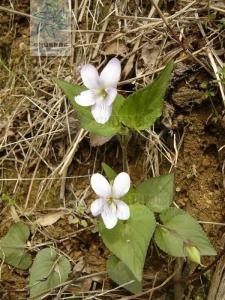 紫花堇菜图册