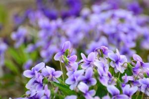 紫花地丁