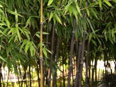 紫竹根茎