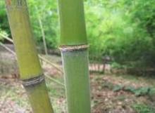 毛金竹