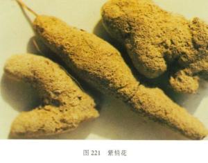 紫梢花图册