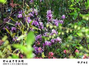 紫杜鹃图册