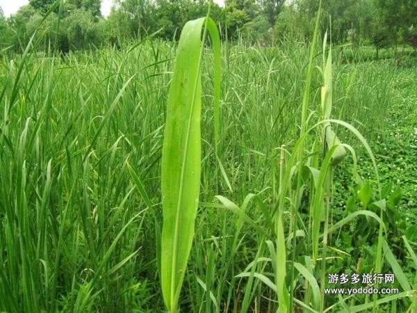 芦苇叶