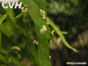 竹节蓼花