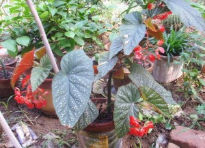竹节秋海棠