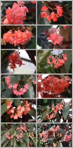 竹节秋海棠