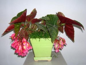 竹节秋海棠