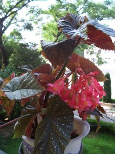 竹节秋海棠