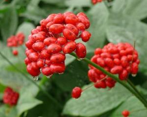 竹节参
