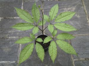 竹节参,源自湖北恩施