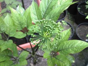 湖北竹节参花蕾