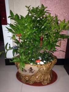 竹柏