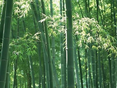 竹叶