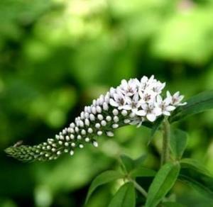 珍珠菜