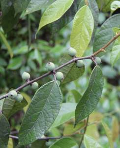 珍珠莲