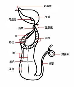 猪笼草的结构示意图
