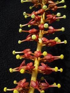猪笼草的花序