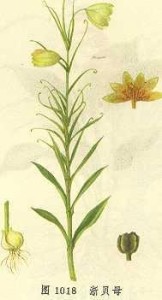 浙贝母-植物性状