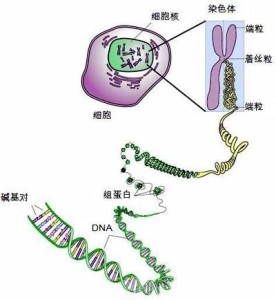 个体识别、亲子鉴定，都离不开DNA