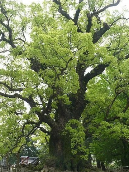 樟