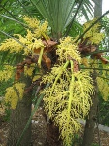 棕榈花