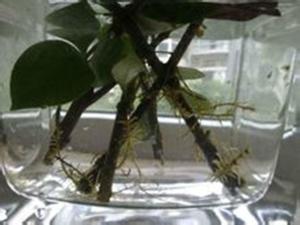 栀子花根 栀子花根