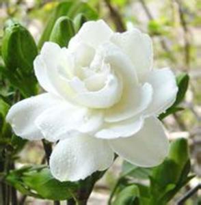 栀子花