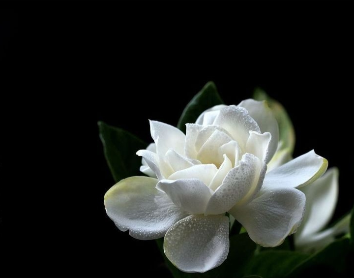 栀子花