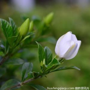 盆景栀子花照片集锦