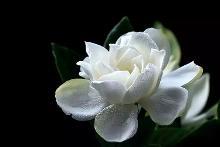 栀子花