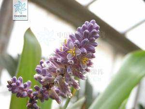 朱蕉花图册