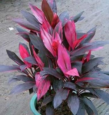 朱蕉