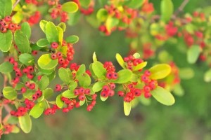 珊瑚树