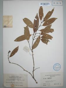 仔榄树的标本（1）