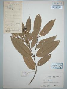 仔榄树的标本（3）