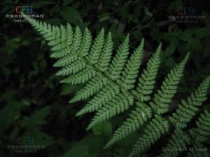 中华短肠蕨图册