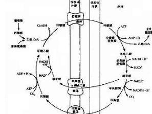 糖尿病肾病