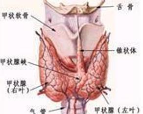 甲亢危象
