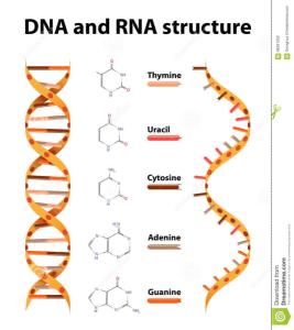 DNA